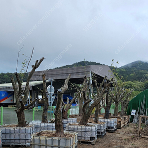 모과나무 대목 판매