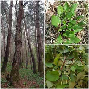 24년 경북 영양 자연산 산나물 예약판매 (취나물 곰취 두룹 엄나무순 참나물)