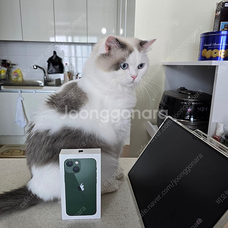 애플 아이폰 13 mini (미니) 256gb 그린--0