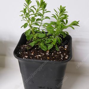칼리브라코아 엔틱40