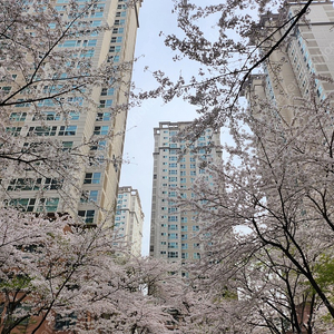 도미인호텔강남