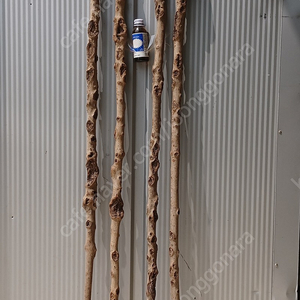 지팡이용 연수목(감태나무 140cm 4개 5만원)판매