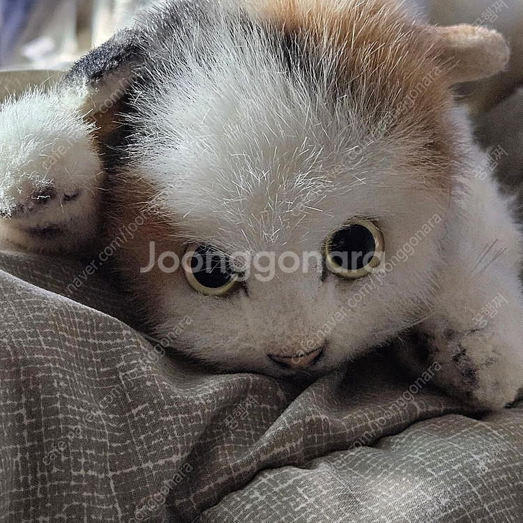 일본 치유 고양이 인형 낸시랭 고양이 인형 빈티지 고양...--3