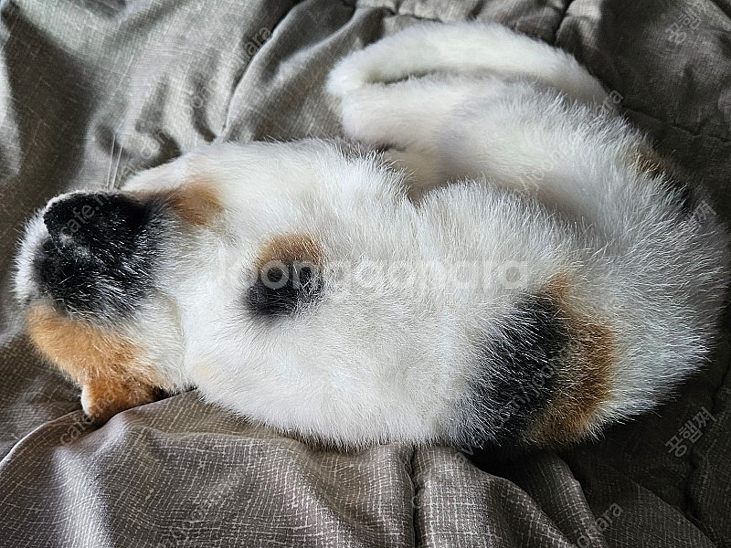 일본 치유 고양이 인형 낸시랭 고양이 인형 빈티지 고양...--4