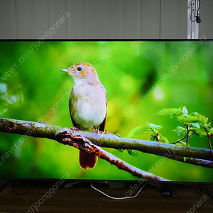 삼성 50인치 티비 스마트 TV KU50UC7050FXKR