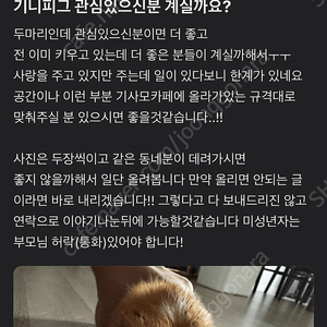 기니피그 두마리 분양보냅니다