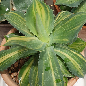 아가베 양귀비 Agave isthmensis var.striata