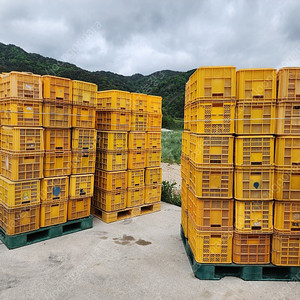 사과상자 농산물상자 콘테이너 박스 노란 상자 콘티노 콘티박스 중고 1000여개 팝니다.