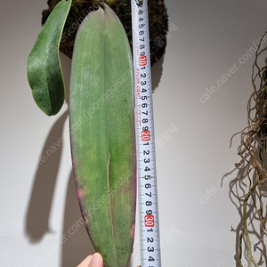 (난, 호접난, 착생난, 부작난) paraphalaenopsis labukensis, Bulbophyllum phalaenopsis 분양합니다