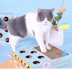 고양이 두더지잡기 & 스크래처 장난감 (하루사용)
