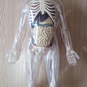 인체해부학 모형키드 anatomy kit visible male 박스없음 = 울산직거래 또는 택배거래도 환영