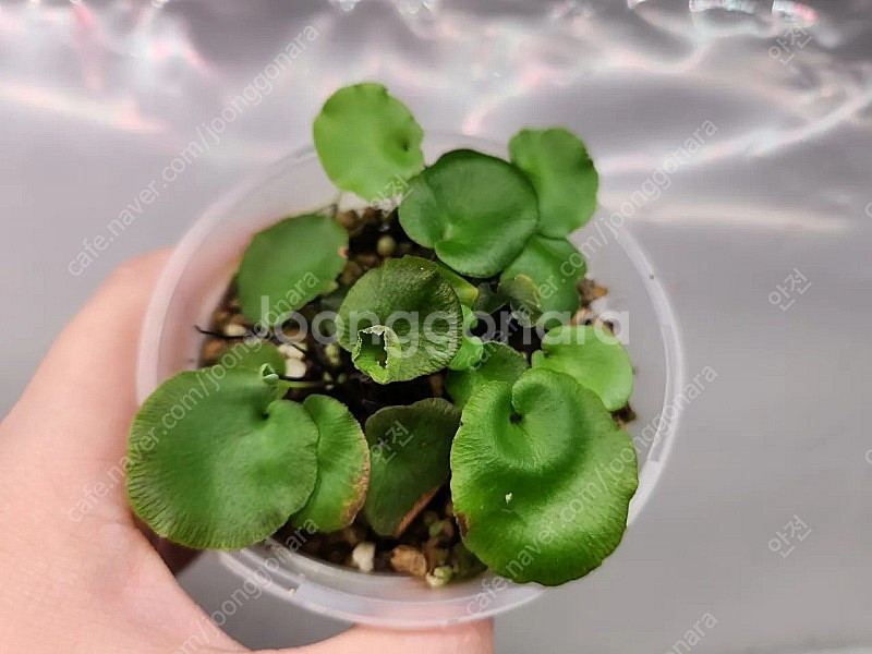 연잎꼬리고사리--0