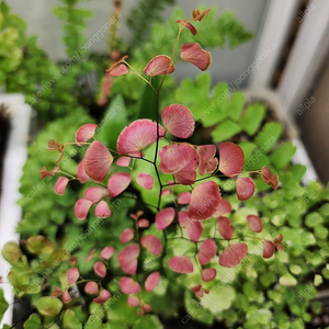 아디안텀 adiantum cv.code diamond 택포 (adiantum tenerum hybrid)