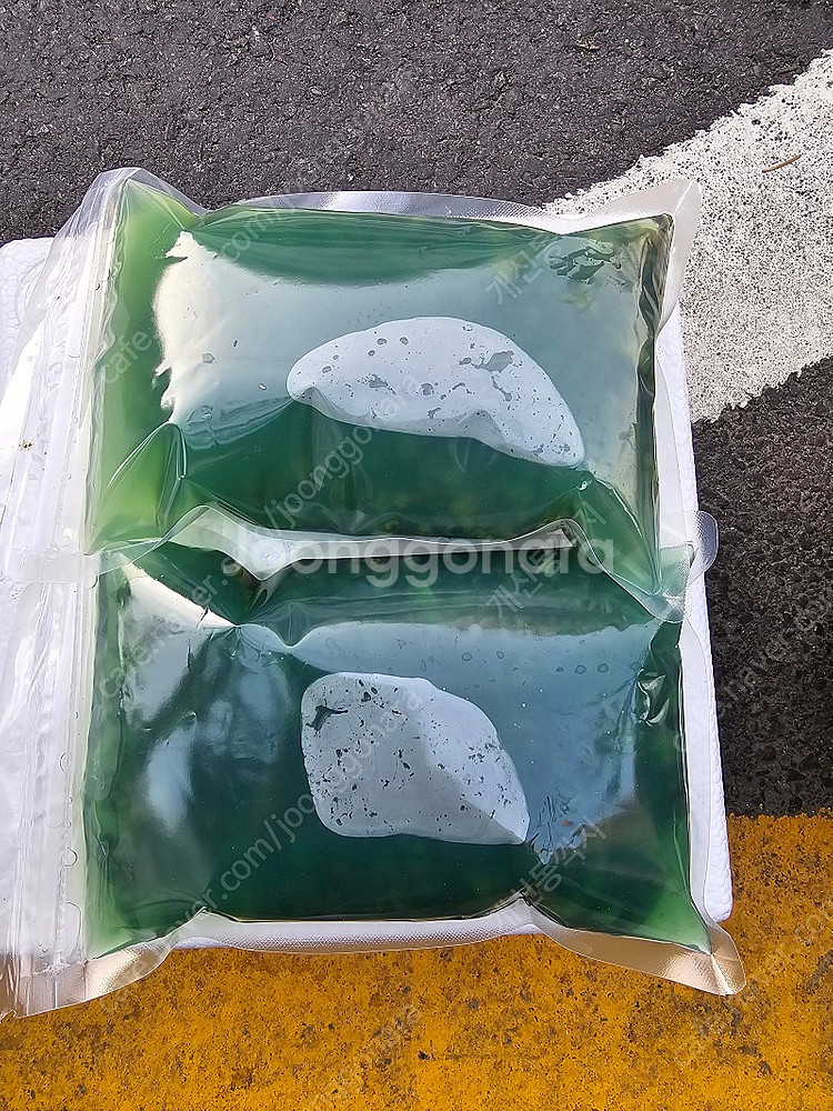 다슬기.올갱이.고디--1