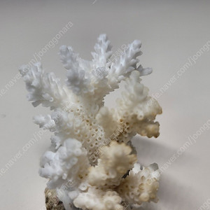 천연 산호 장식