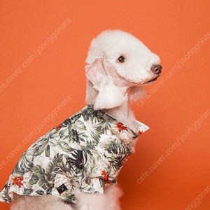 2XL) 그린 하와이안 여름셔츠 트로이스포인트 강아지옷 고양이옷 반려견 반려동물
