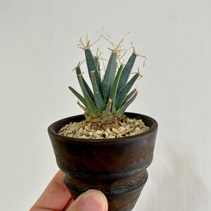 광산 선인장(Leuchtenbergia principis), 아프리카식물, 괴근식물, 희귀식물