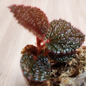 Begonia baik 베고니아 원종 바익 (인도네시아, 안스리움 X)