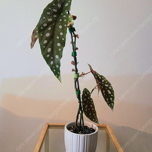마큘라타 베고니아 26cm 대품잎