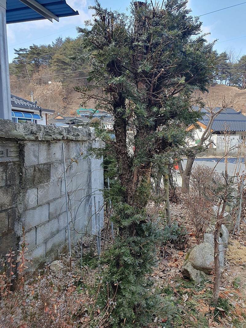 50년 이상된 주목나무 판매합니다. | 중고나라 - 안심되는 중고거래