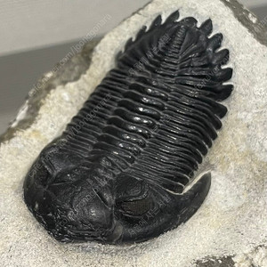 박물관급 홀아르돕스Hollardops merocristata삼엽충화석
