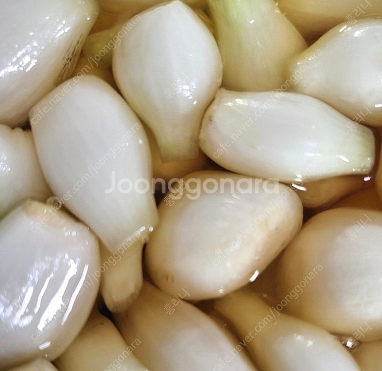 쪽파씨앗.락교(짱아치용)--4