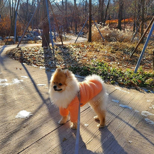 [울리] 강아지 옷 후리스 판매합니다.