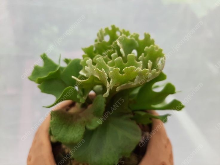 P.ridleyi var. dwarf silvery 박쥐란 리들리 드워프 실버 분양 판매