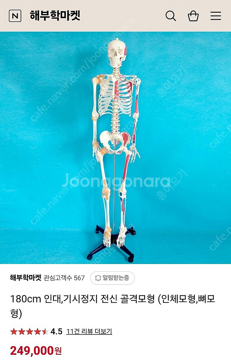 180cm 인대,기시덩지 전신 골격모형(인체,뼈모형--0