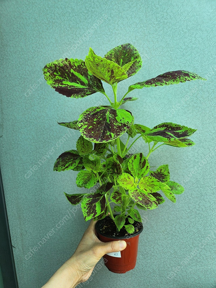 페인티드레이디 콜레우스 대품 이미지