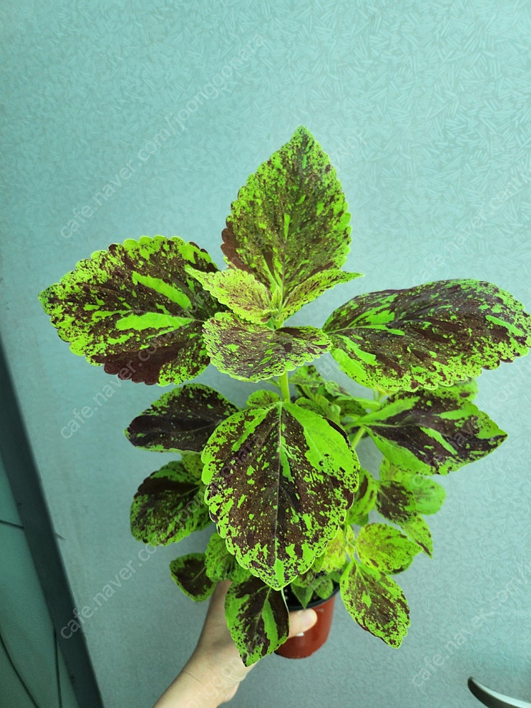 페인티드레이디 콜레우스 대품 이미지