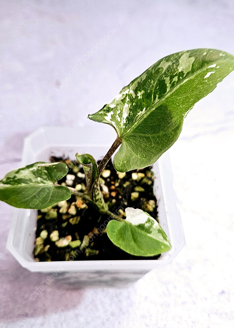 알로카시아 로터바키아나화이트(미스틱×롱기로바 ×)