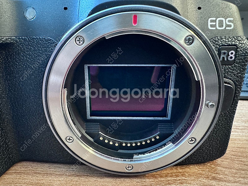 Canon eos r8 + Rf50mm f1.8--7