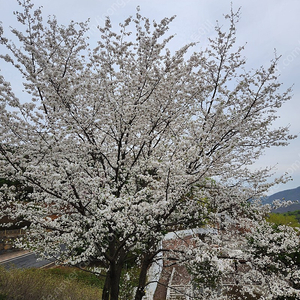 모두투어 상품권 300만원 구입합니다.