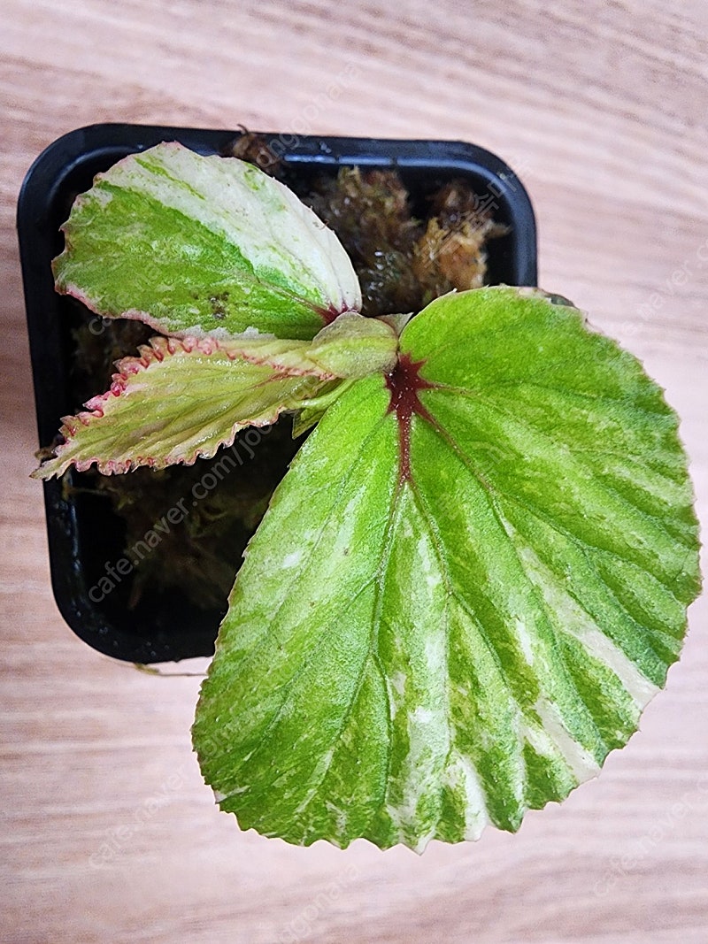 베고니아 바리게이타 핑크 Begonia sp Variegated Pink (안스리움 X) Begonia sp. Variegated