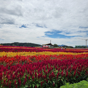 수원 업소용 반찬냉장고 너비900 폭 500 짜리 삽니다. 높이는 800짜리면 좋구요