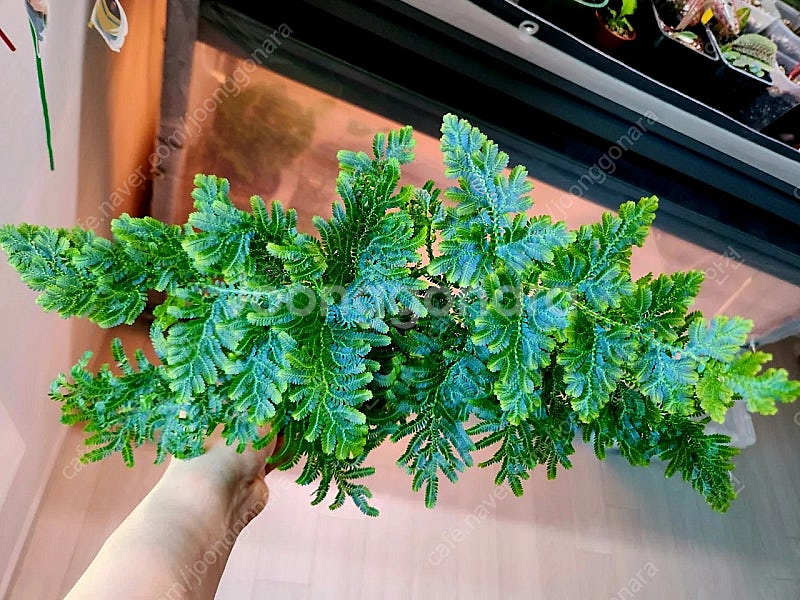 셀레지넬라 셀라지넬라 블루 sp--0