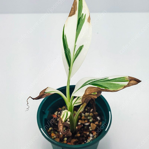 흰무늬 바나나 Musa Florida Variegated Banana