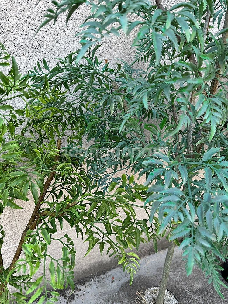 조화 나무 3개--2