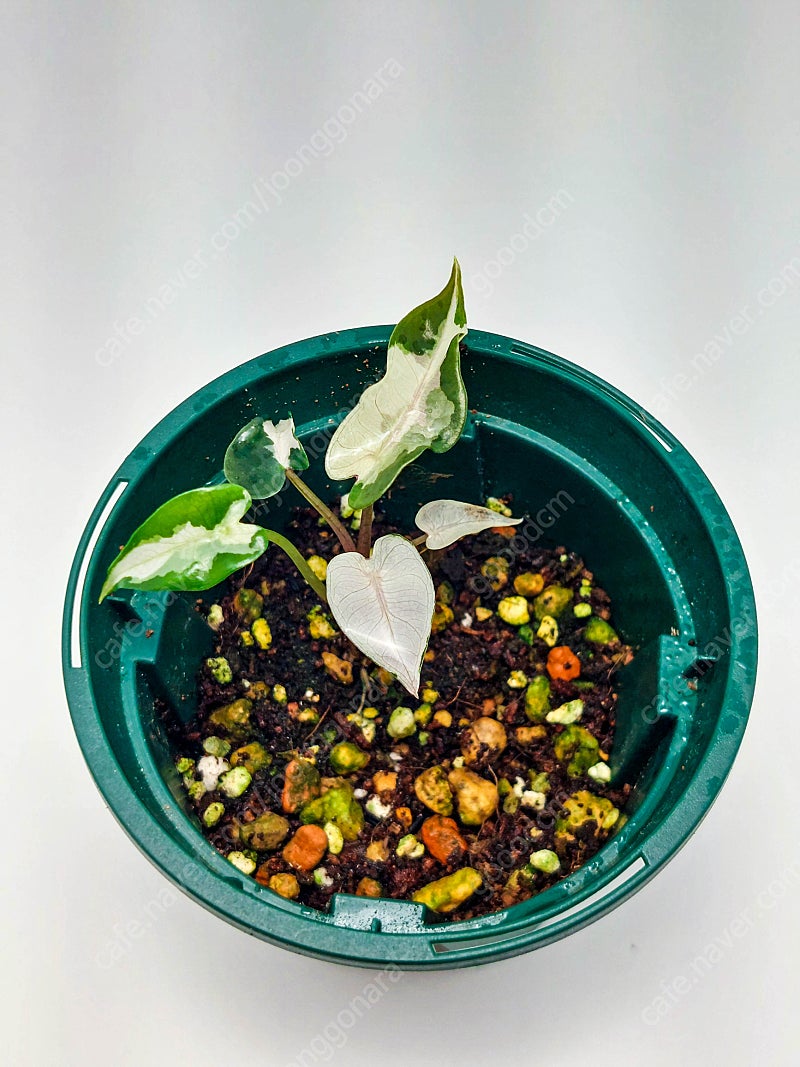 알로카시아 밤비노 화이트 바리에가타 무늬S급 Alocasia Bambino White Variegata