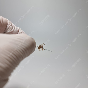 [국산 곤충 표본] 전문가가 직접 표본 한 거미, 벌, 나비, 메뚜기, 지네, 잠자리, 집게벌레, 바구미, 애벌레, 번데기 등 귀한 곤충 표본