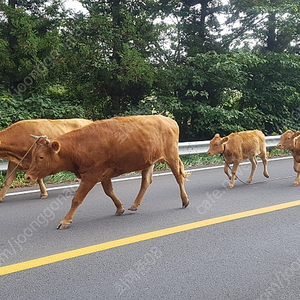 메가커피 3만원