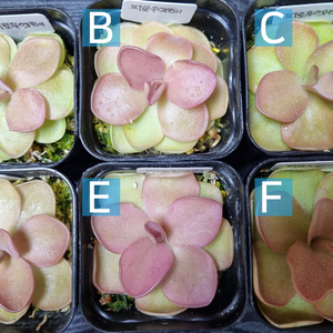 벌레잡이제비꽃 40여종 분양/판매 - 피로우엣테 아그포토시클 마르시아노 레드리프 자우나타 아그나타 플로리안 식충식물