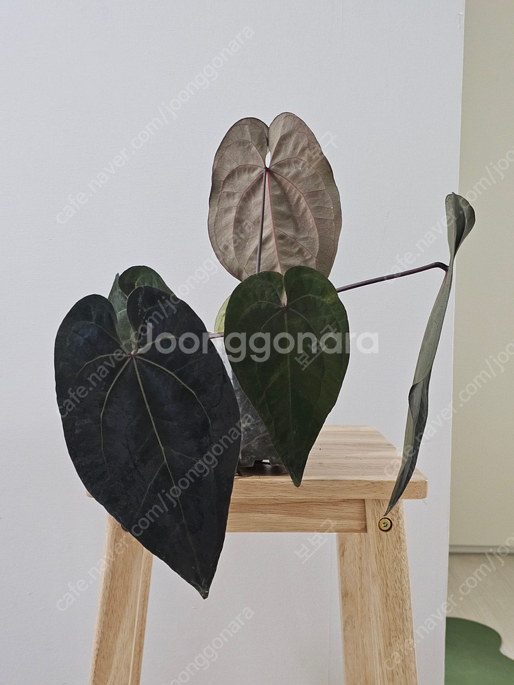 안스리움 에오스, 와로퀘아넘 판매--1
