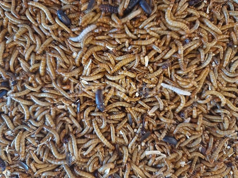 밀웜 무분해요--0