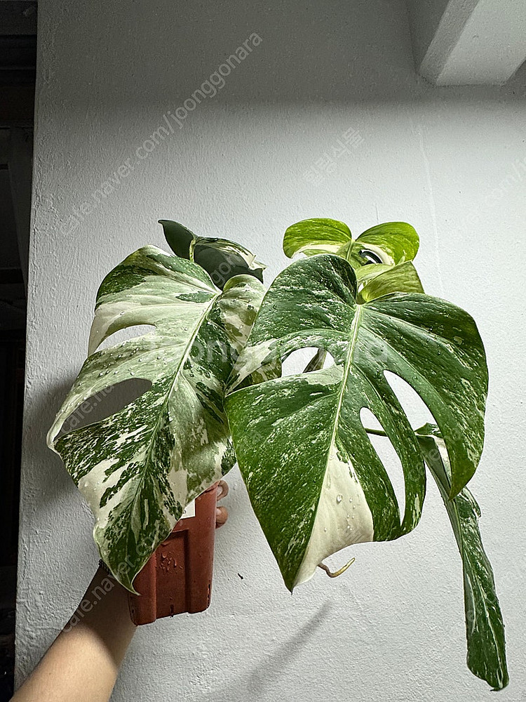 몬스테라 알보 무늬,성장세 좋음--0