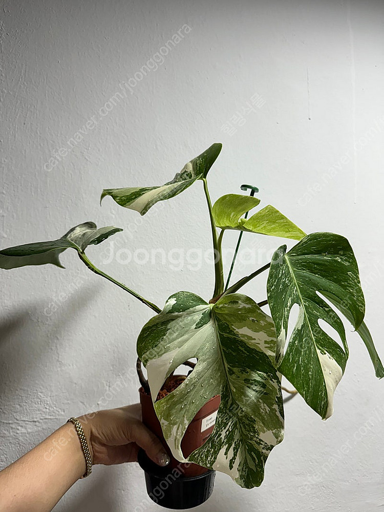 몬스테라 알보 무늬,성장세 좋음--3