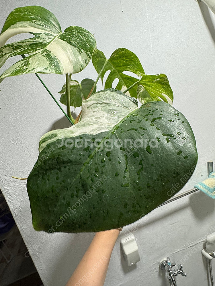 몬스테라 알보 무늬,성장세 좋음--4