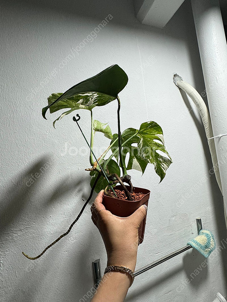 몬스테라 알보 무늬,성장세 좋음--8
