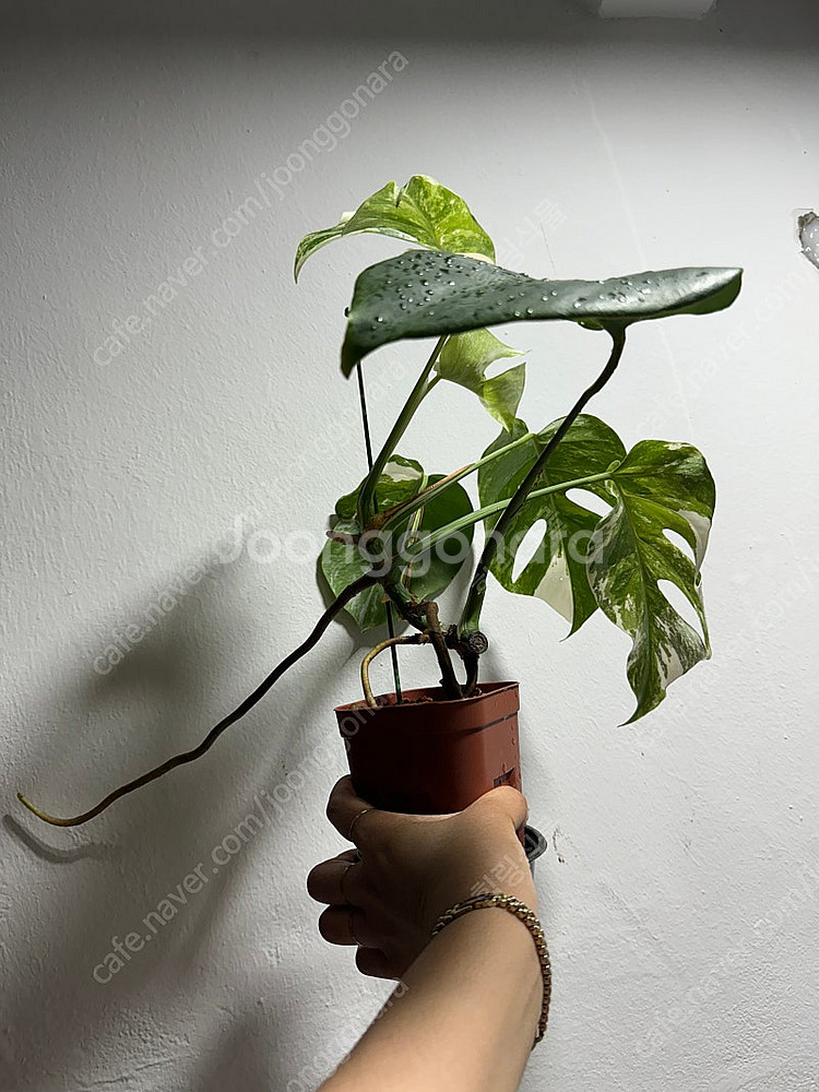 몬스테라 알보 무늬,성장세 좋음--9